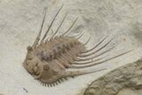 Spiny Trilobite (Kettneraspis) Fossil - Oklahoma #216688-6